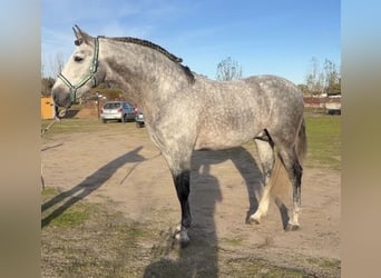 PRE Mestizo, Caballo castrado, 6 años, 165 cm, Tordo