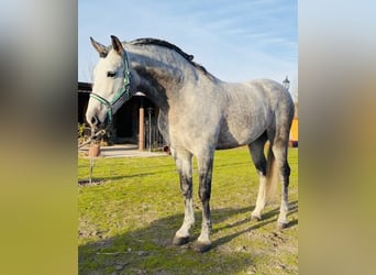 PRE Mestizo, Caballo castrado, 6 años, 165 cm, Tordo