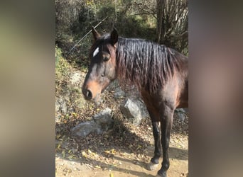 PRE, Caballo castrado, 6 años, 166 cm, Castaño oscuro