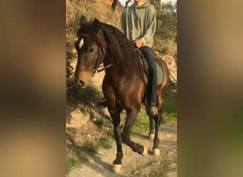 PRE, Caballo castrado, 6 años, 166 cm, Castaño oscuro