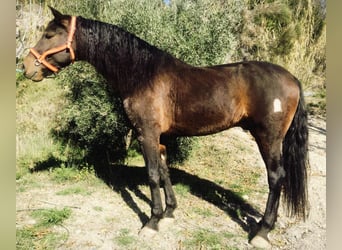 PRE, Caballo castrado, 6 años, 166 cm, Castaño oscuro