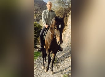 PRE, Caballo castrado, 6 años, 166 cm, Castaño oscuro