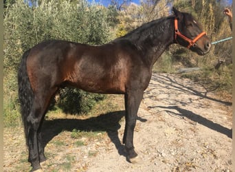 PRE, Caballo castrado, 6 años, 166 cm, Castaño oscuro