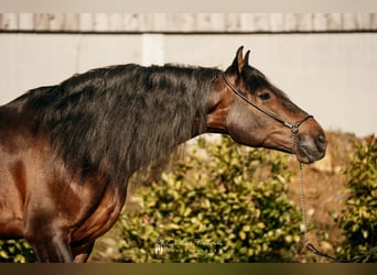 PRE Mestizo, Caballo castrado, 6 años, 166 cm, Castaño oscuro