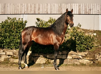 PRE Mestizo, Caballo castrado, 6 años, 166 cm, Castaño oscuro