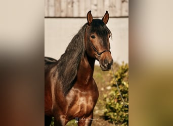 PRE Mestizo, Caballo castrado, 6 años, 166 cm, Castaño oscuro