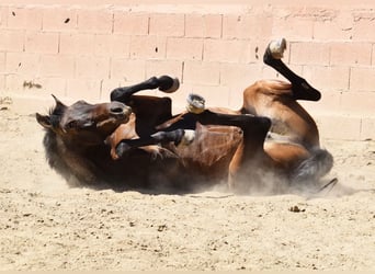 PRE Mestizo, Caballo castrado, 6 años, 166 cm, Castaño oscuro