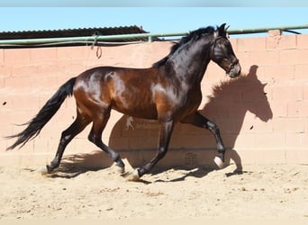 PRE Mestizo, Caballo castrado, 6 años, 166 cm, Castaño oscuro