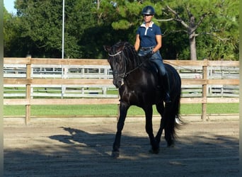 PRE, Caballo castrado, 6 años, 166 cm, Negro