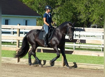 PRE, Caballo castrado, 6 años, 166 cm, Negro