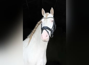 PRE, Caballo castrado, 6 años, 166 cm, Perlino