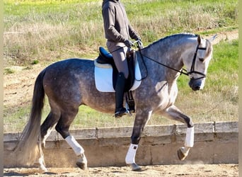 PRE Mestizo, Caballo castrado, 6 años, 166 cm, Tordo