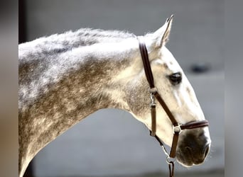 PRE, Caballo castrado, 6 años, 166 cm, Tordo