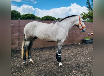 PRE Mestizo, Caballo castrado, 6 años, 166 cm, Tordo