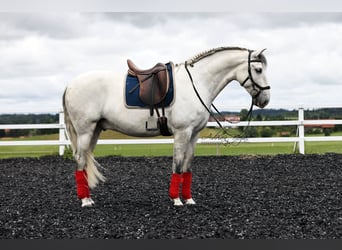 PRE Mestizo, Caballo castrado, 6 años, 166 cm, Tordo