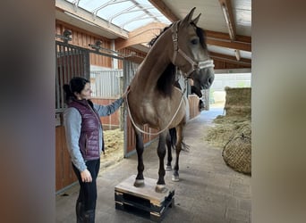 PRE, Caballo castrado, 6 años, 167 cm, Bayo