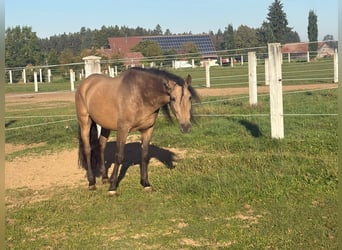 PRE, Caballo castrado, 6 años, 167 cm, Bayo