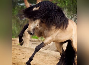 PRE Mestizo, Caballo castrado, 6 años, 167 cm, Buckskin/Bayo