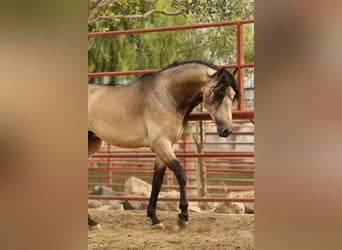 PRE Mestizo, Caballo castrado, 6 años, 167 cm, Buckskin/Bayo