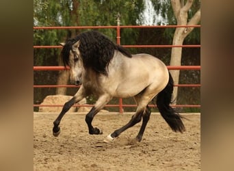 PRE Mestizo, Caballo castrado, 6 años, 167 cm, Buckskin/Bayo