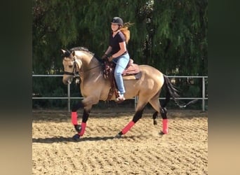 PRE Mestizo, Caballo castrado, 6 años, 167 cm, Buckskin/Bayo