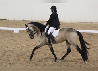 PRE Mestizo, Caballo castrado, 6 años, 167 cm, Buckskin/Bayo