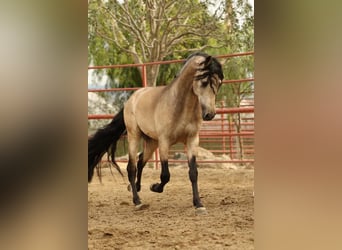 PRE Mestizo, Caballo castrado, 6 años, 167 cm, Buckskin/Bayo