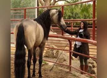 PRE Mestizo, Caballo castrado, 6 años, 167 cm, Buckskin/Bayo