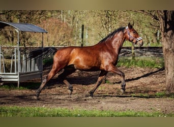 PRE, Caballo castrado, 6 años, 167 cm, Castaño