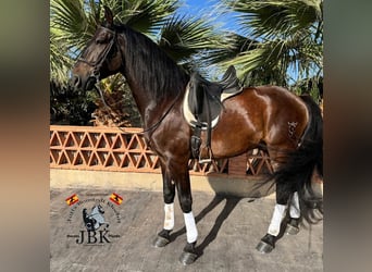PRE, Caballo castrado, 6 años, 167 cm, Castaño