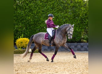 PRE, Caballo castrado, 6 años, 167 cm, Musgo marrón