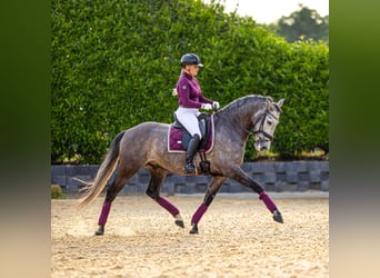 PRE, Caballo castrado, 6 años, 167 cm, Musgo marrón