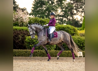 PRE, Caballo castrado, 6 años, 167 cm, Musgo marrón