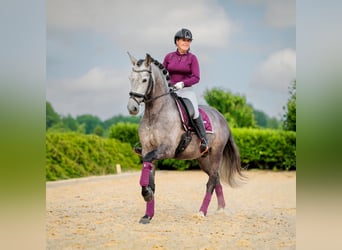 PRE, Caballo castrado, 6 años, 167 cm, Musgo marrón