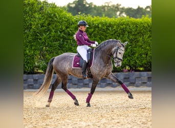 PRE, Caballo castrado, 6 años, 167 cm, Musgo marrón