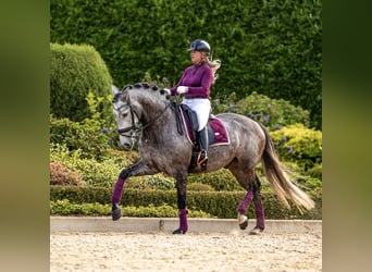 PRE, Caballo castrado, 6 años, 167 cm, Musgo marrón