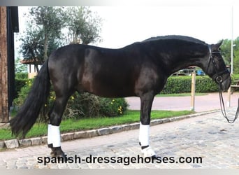 PRE Mestizo, Caballo castrado, 6 años, 167 cm, Negro