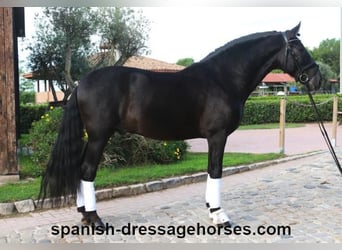 PRE Mestizo, Caballo castrado, 6 años, 167 cm, Negro