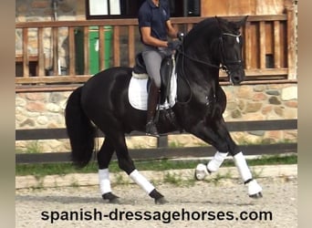 PRE Mestizo, Caballo castrado, 6 años, 167 cm, Negro