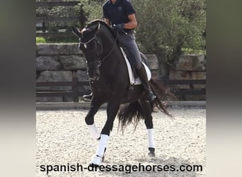 PRE Mestizo, Caballo castrado, 6 años, 167 cm, Negro