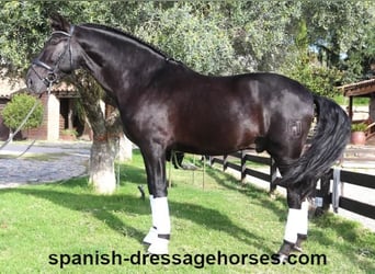 PRE Mestizo, Caballo castrado, 6 años, 167 cm, Negro