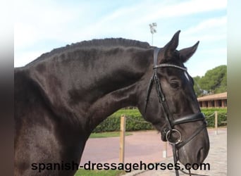 PRE Mestizo, Caballo castrado, 6 años, 167 cm, Negro