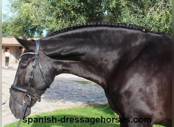 PRE Mestizo, Caballo castrado, 6 años, 167 cm, Negro