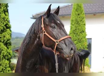 PRE Mestizo, Caballo castrado, 6 años, 167 cm, Negro