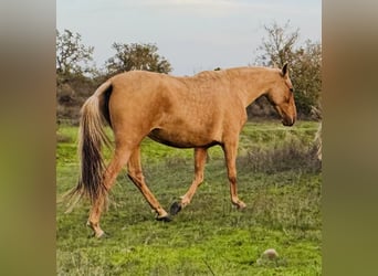 PRE Mestizo, Caballo castrado, 6 años, 167 cm, Palomino