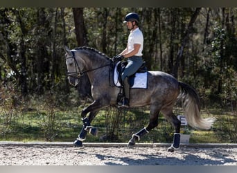 PRE, Caballo castrado, 6 años, 167 cm, Tordo