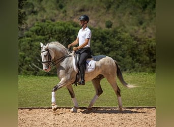 PRE, Caballo castrado, 6 años, 167 cm, Tordo