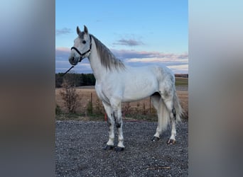 PRE Mestizo, Caballo castrado, 6 años, 167 cm, Tordo