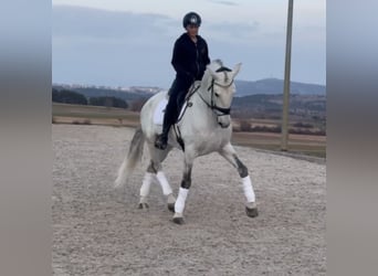 PRE Mestizo, Caballo castrado, 6 años, 167 cm, Tordo