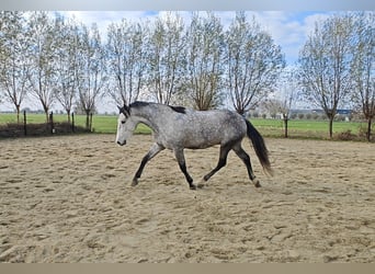 PRE Mestizo, Caballo castrado, 6 años, 167 cm, Tordo